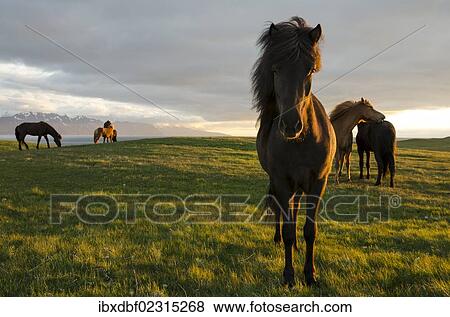 "Icelandic horses, Husavik area, Norourland eystra region, or north-east region, Iceland, Europe" View Large Photo Image Stock Photo - "Icelandic horses, Husavik area, Norourland eystra region, or north-east region, Iceland, Europe". Fotosearch