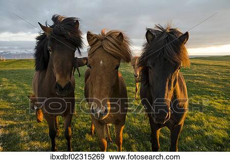 "Icelandic horses, Husavik area, Norourland eystra region, or north-east region, Iceland, Europe" View Large Photo Image Stock Photo - "Icelandic horses, Husavik area, Norourland eystra region, or north-east region, Iceland, Europe". Fotosearch