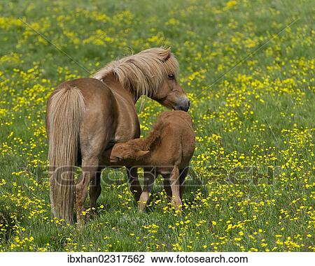 Stock Image - "Icelandic horses, mare and foal suckling, Iceland, Europe". Fotosearch