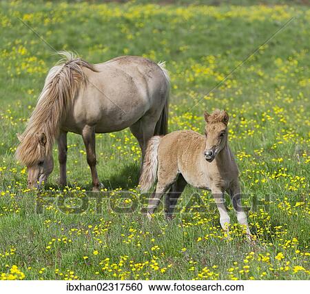 "Icelandic horses on a flower meadow, Iceland, Europe" View Large Photo Image Stock Image - "Icelandic horses on a flower meadow, Iceland, Europe". Fotosearch
