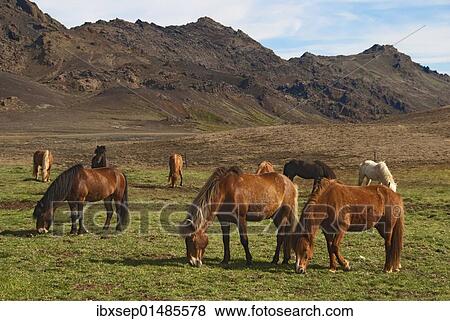 "Icelandic horses, Reykanes, Iceland, Europe" View Large Photo Image Stock Photo - "Icelandic horses, Reykanes, Iceland, Europe". Fotosearch