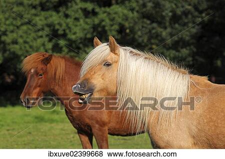 "Icelandic Horses, two mares" View Large Photo Image Stock Photo - "Icelandic Horses, two mares". Fotosearch