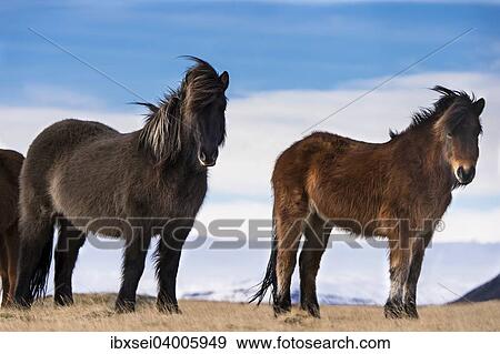 "Icelandic horses, Vik, Iceland, Europe" View Large Photo Image Stock Photo - "Icelandic horses, Vik, Iceland, Europe". Fotosearch