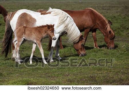 "Icelandic horses with foals, southern Iceland, Iceland, Europe" View Large Photo Image Stock Image - "Icelandic horses with foals, southern Iceland, Iceland, Europe". Fotosearch