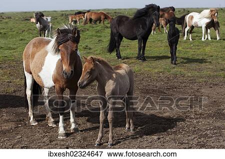 "Icelandic horses with foals, southern Iceland, Iceland, Europe" View Large Photo Image Stock Photo - "Icelandic horses with foals, southern Iceland, Iceland, Europe". Fotosearch