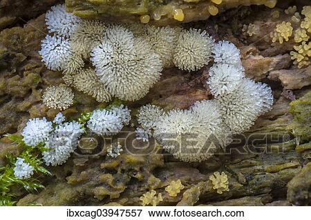 "Icicle Fairy Fans (Ceratiomyxa fruticulosa), fruiting bodies on dead wood, Hesse, Germany, Europe" View Large Photo Image Stock Photo - "Icicle Fairy Fans (Ceratiomyxa fruticulosa), fruiting bodies on dead wood, Hesse, Germany, Europe". Fotosearch