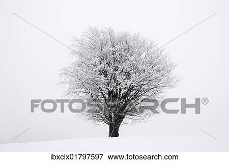 "Icy tree in winter, Lower Saxony, Germany, Europe" View Large Photo Image Stock Photo - "Icy tree in winter, Lower Saxony, Germany, Europe". Fotosearch
