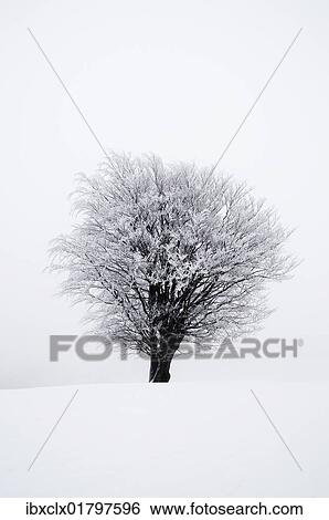 "Icy tree in winter, Lower Saxony, Germany, Europe" View Large Photo Image Stock Photograph - "Icy tree in winter, Lower Saxony, Germany, Europe". Fotosearch