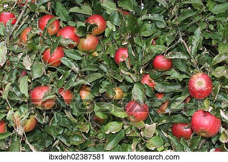 "Idared apples, organic farming, Austria, Europe" View Large Photo Image Stock Image - "Idared apples, organic farming, Austria, Europe". Fotosearch