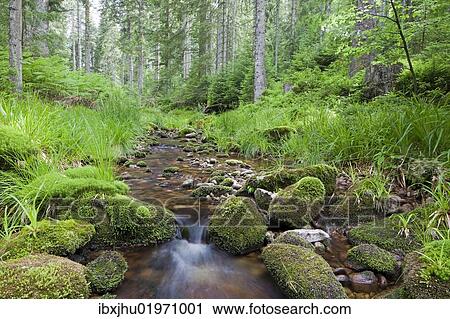 "Idyllic mountain stream in the northern Black Forest, Forbach, Herrenwies, Baden-Wuerttemberg, Germany, Europe" View Large Photo Image Stock Image - "Idyllic mountain stream in the northern Black Forest, Forbach, Herrenwies, Baden-Wuerttemberg, Germany, Europe". Fotosearch