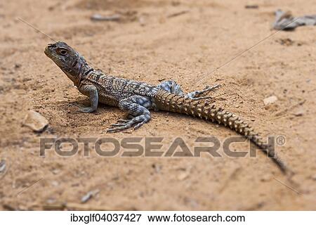 Stock Photo - "Iguanid Lizard, Collared Iguana, or Madagascan Collared Iguana (Opulurus cuvieri), Kirindy, Madagascar, Africa". Fotosearch