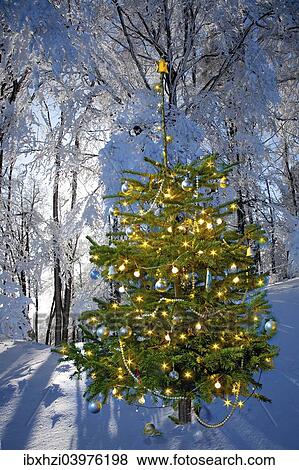 Illuminated Christmas tree in winter forest View Large Photo Image Stock Photo - Illuminated Christmas tree in winter forest. Fotosearch