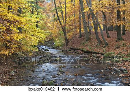 Stock Image - "Ilse brook in autumn, Ilsetal valley, Harz region, Saxony-Anhalt, Germany, Europe". Fotosearch
