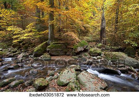 Stock Image - "Ilse River in Ilsetal valley in autumn, Harz, Nationalpark Hochharz, Saxony-Anhalt, Germany, Europe". Fotosearch