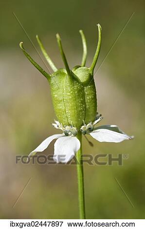 Immature follicle of the genuine Black Cumin (Nigella sativa) View Large Photo Image Stock Photo - Immature follicle of the genuine Black Cumin (Nigella sativa). Fotosearch