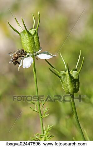 Immature follicle of the genuine Black Cumin (Nigella sativa) View Large Photo Image Stock Photograph - Immature follicle of the genuine Black Cumin (Nigella sativa). Fotosearch