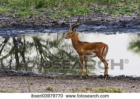 "Impala (Aepyceros melampus) at a waterhole, Tarangire, Tanzania, Africa" View Large Photo Image Stock Image - "Impala (Aepyceros melampus) at a waterhole, Tarangire, Tanzania, Africa". Fotosearch
