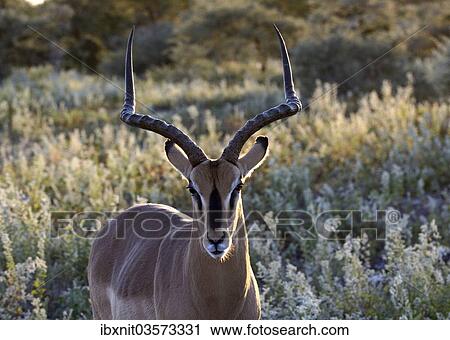 "Impala (Aepyceros melampus), Etosha National Park, Namibia, Africa" View Large Photo Image Stock Image - "Impala (Aepyceros melampus), Etosha National Park, Namibia, Africa". Fotosearch