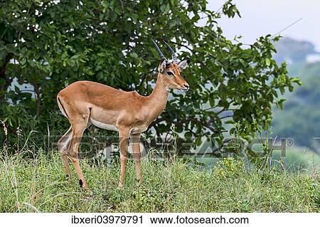 Stock Image - "Impala (Aepyceros melampus), Tarangire, Tanzania, Africa". Fotosearch