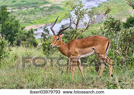 "Impala (Aepyceros melampus), Tarangire, Tanzania, Africa" View Large Photo Image Stock Image - "Impala (Aepyceros melampus), Tarangire, Tanzania, Africa". Fotosearch
