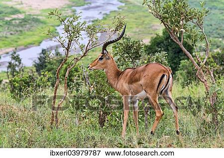 "Impala (Aepyceros melampus), Tarangire, Tanzania, Africa" View Large Photo Image Stock Photo - "Impala (Aepyceros melampus), Tarangire, Tanzania, Africa". Fotosearch