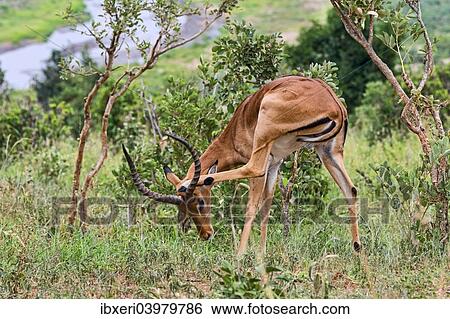 Stock Photograph - "Impala (Aepyceros melampus), Tarangire, Tanzania, Africa". Fotosearch