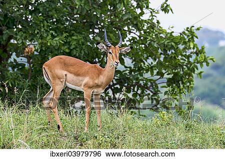 "Impala (Aepyceros melampus), Tarangire, Tanzania, Africa" View Large Photo Image Stock Photograph - "Impala (Aepyceros melampus), Tarangire, Tanzania, Africa". Fotosearch