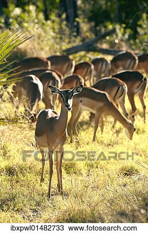 "Impalas (Aepyceros melampus), Okavango Delta, Botswana, Africa" View Large Photo Image Stock Image - "Impalas (Aepyceros melampus), Okavango Delta, Botswana, Africa". Fotosearch