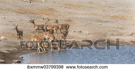 Stock Photo - "Impalas (Aepyceros melampus petersi) at the Chudob waterhole, Etosha National Park, Namibia, Africa". Fotosearch