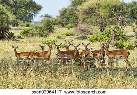 "Impalas (Aepyceros melampus), Tanzania, Africa" View Large Photo Image Stock Photo - "Impalas (Aepyceros melampus), Tanzania, Africa". Fotosearch