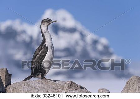 "Imperial Shag or Antarctic Cormorant (Phalacrocorax atriceps), fledged young bird, Jougla Point, Port Lockroy, Antarctic Peninsula, Antarctica" View Large Photo Image Stock Image - "Imperial Shag or Antarctic Cormorant (Phalacrocorax atriceps), fledged young bird, Jougla Point, Port Lockroy, Antarctic Peninsula, Antarctica". Fotosearch