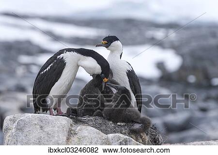 "Imperial Shags or Antarctic Cormorants (Phalacrocorax atriceps), pair feeding their chicks, Jougla Point, Port Lockroy, Antarctic Peninsula, Antarctica" View Large Photo Image Stock Image - "Imperial Shags or Antarctic Cormorants (Phalacrocorax atriceps), pair feeding their chicks, Jougla Point, Port Lockroy, Antarctic Peninsula, Antarctica". Fotosearch