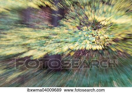 "Impresssions of an autumnal forest, Hesse, Germany, Europe" View Large Photo Image Stock Photo - "Impresssions of an autumnal forest, Hesse, Germany, Europe". Fotosearch
