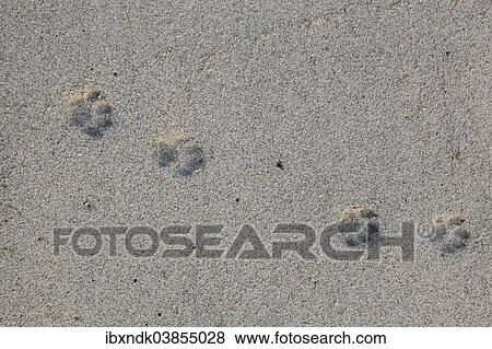 "Imprints of cat paws in the sand, Oman, Asia" View Large Photo Image Stock Photo - "Imprints of cat paws in the sand, Oman, Asia". Fotosearch