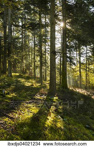 "In Gutach, Black Forest, Baden-Wurttemberg, Germany, Europe" View Large Photo Image Picture - "In Gutach, Black Forest, Baden-Wurttemberg, Germany, Europe". Fotosearch