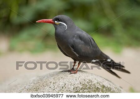 "Inca Tern (Larosterna inca), captive, Lower Saxony, Germany, Europe" View Large Photo Image Stock Photo - "Inca Tern (Larosterna inca), captive, Lower Saxony, Germany, Europe". Fotosearch