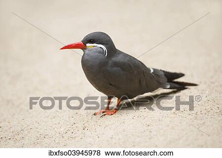 "Inca Tern (Larosterna inca), captive, Lower Saxony, Germany, Europe" View Large Photo Image Stock Photo - "Inca Tern (Larosterna inca), captive, Lower Saxony, Germany, Europe". Fotosearch