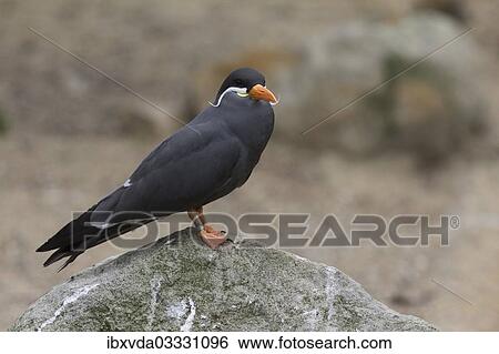 Stock Photograph - "Inca Tern (Larosterna inca), Rheine, Munsterland, Nordrhein-Westfalen, Germany, Europe". Fotosearch
