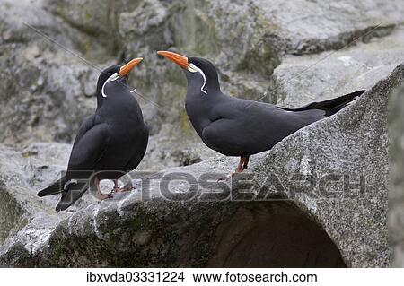 Picture - "Inca Terns (Larosterna inca), Rheine, Munsterland, Nordrhein-Westfalen, Germany, Europe". Fotosearch