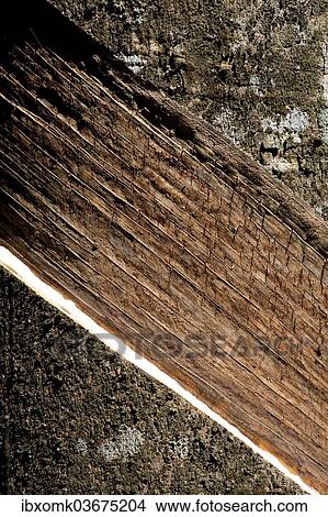 "Incised Rubber Tree (Hevea brasiliensis), natural rubber production on a plantation, Peermade, Kerala, India, Asia" View Large Photo Image Picture - "Incised Rubber Tree (Hevea brasiliensis), natural rubber production on a plantation, Peermade, Kerala, India, Asia". Fotosearch