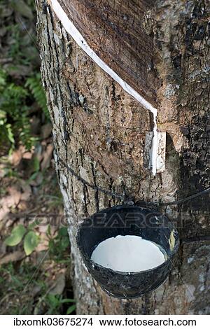 "Incised Rubber Tree (Hevea brasiliensis) with collecting vessel, natural rubber production on a plantation, Peermade, Kerala, India, Asia" View Large Photo Image Picture - "Incised Rubber Tree (Hevea brasiliensis) with collecting vessel, natural rubber production on a plantation, Peermade, Kerala, India, Asia". Fotosearch