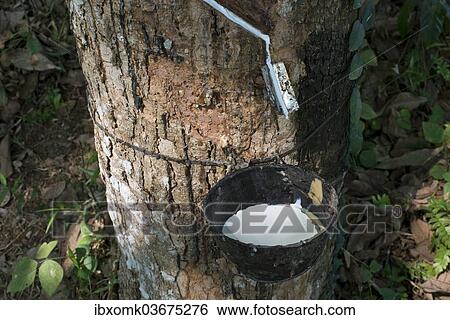 Stock Photograph - "Incised Rubber Tree (Hevea brasiliensis) with collecting vessel, natural rubber production on a plantation, Peermade, Kerala, India, Asia". Fotosearch