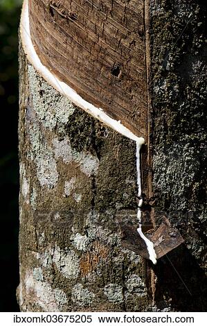 Stock Photography - "Incised Rubber Tree (Hevea brasiliensis), natural rubber production on a plantation, Peermade, Kerala, India, Asia". Fotosearch