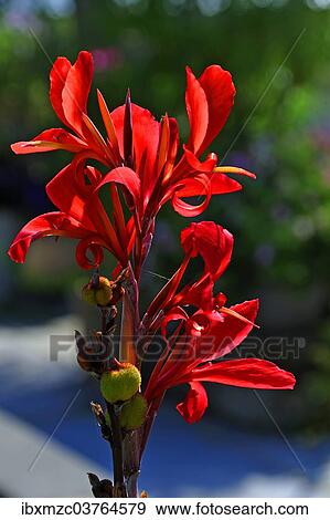 "Indian Canna (Canna hybrids), Erlangen Botanical Garden, Erlangen, Middle Franconia, Bavaria, Germany, Europe" View Large Photo Image Stock Photo - "Indian Canna (Canna hybrids), Erlangen Botanical Garden, Erlangen, Middle Franconia, Bavaria, Germany, Europe". Fotosearch