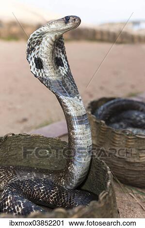"Indian Cobra, Asian Cobra or Spectacled Cobra (Naja naja), Pettigalawatta Region, Southern Province, Sri Lanka, Asia" View Large Photo Image Stock Image - "Indian Cobra, Asian Cobra or Spectacled Cobra (Naja naja), Pettigalawatta Region, Southern Province, Sri Lanka, Asia". Fotosearch