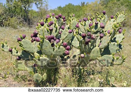"Indian fig opuntia, Barbary fig, or Prickly pear (Opuntia ficus-indica) with ripe fruits, Tunis, Africa" View Large Photo Image Stock Photography - "Indian fig opuntia, Barbary fig, or Prickly pear (Opuntia ficus-indica) with ripe fruits, Tunis, Africa". Fotosearch
