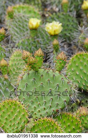 "Indian fig opuntia, Barbary fig (Opuntia ficus-indica)" View Large Photo Image Stock Photo - "Indian fig opuntia, Barbary fig (Opuntia ficus-indica)". Fotosearch