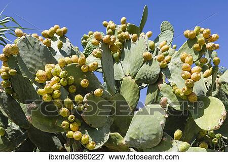 "Indian Fig Opuntia (Opuntia ficus indica), Aeolian Islands, Italy, Europe" View Large Photo Image Stock Photo - "Indian Fig Opuntia (Opuntia ficus indica), Aeolian Islands, Italy, Europe". Fotosearch