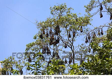 "Indian Flying Foxes (Pteropus giganteus), colony at roost, nature reserve near Godahena, Galle region, Southern Province, Sri Lanka, Asia" View Large Photo Image Stock Image - "Indian Flying Foxes (Pteropus giganteus), colony at roost, nature reserve near Godahena, Galle region, Southern Province, Sri Lanka, Asia". Fotosearch