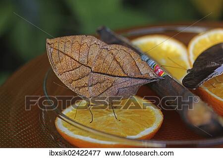 "Indian Leafwing or the Malayan Leafwing (Kallima paralekta), Mainau Island, Lake Constance, Baden-Wuerttemberg, Germany, Europe" View Large Photo Image Stock Photo - "Indian Leafwing or the Malayan Leafwing (Kallima paralekta), Mainau Island, Lake Constance, Baden-Wuerttemberg, Germany, Europe". Fotosearch